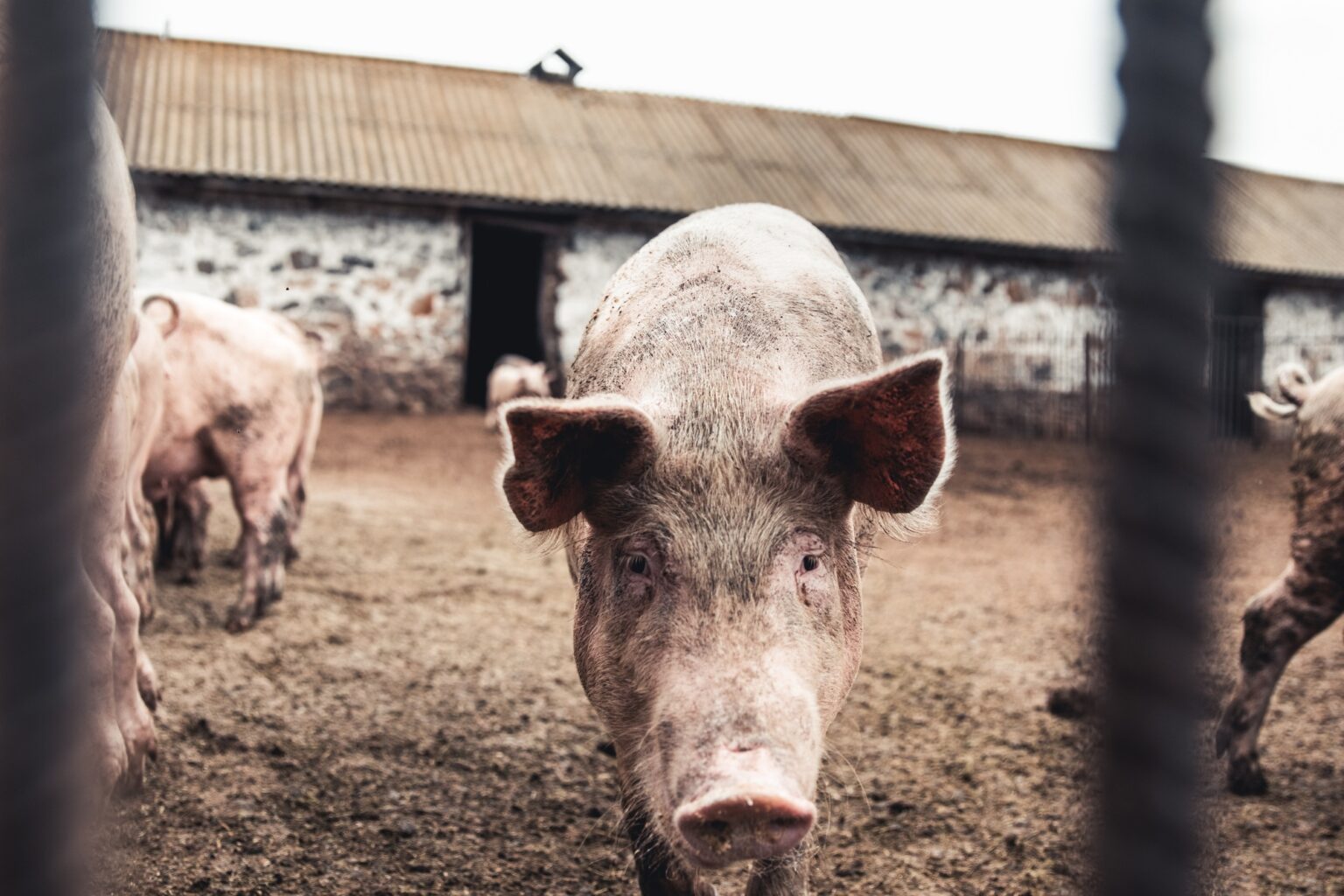 Pig on the farm. Bad conditions, pets