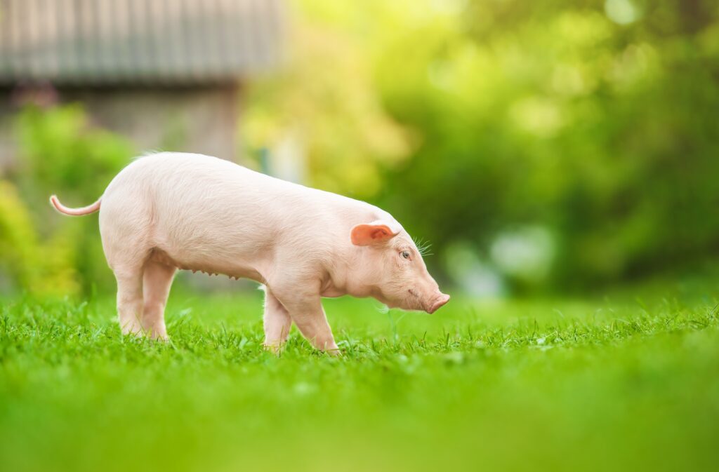 Young pig is walking on the green grass. Happy piglet on the meadow.